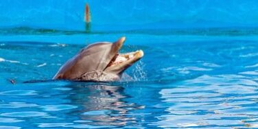 spain-valencia-aquarium-excursion